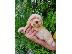 PoulaTo: Κουτάβια Maltipoo